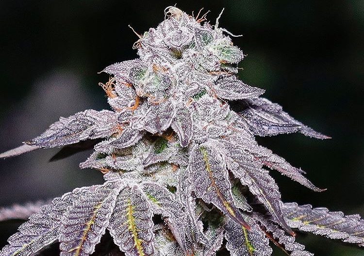 Kush Mints Strain Review Michigan Exclusive