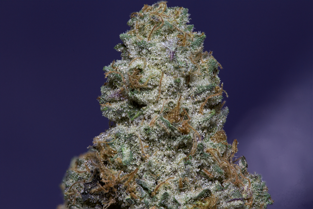Exclusive Cookies and Cream Cannabis Strain Review